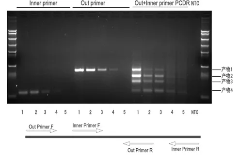 热启动SD DNA ju